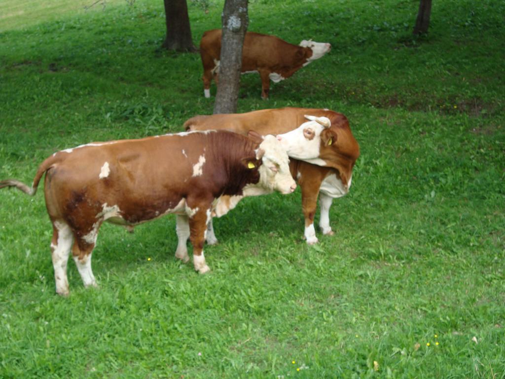 Farm Stay Ramsak Zreče Eksteriør billede